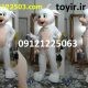عروسک تنپوش بزغاله ها